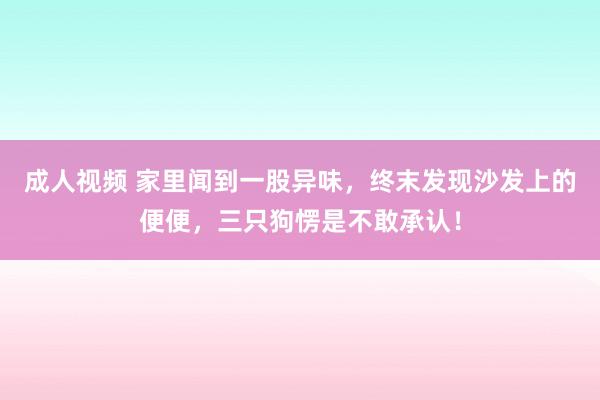 成人视频 家里闻到一股异味，终末发现沙发上的便便，三只狗愣是不敢承认！